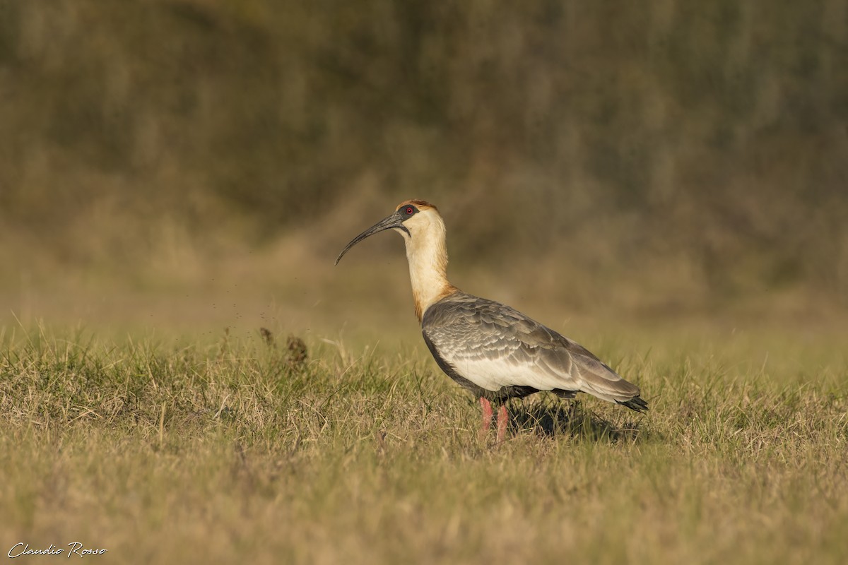 Buff-necked Ibis - ML620580693