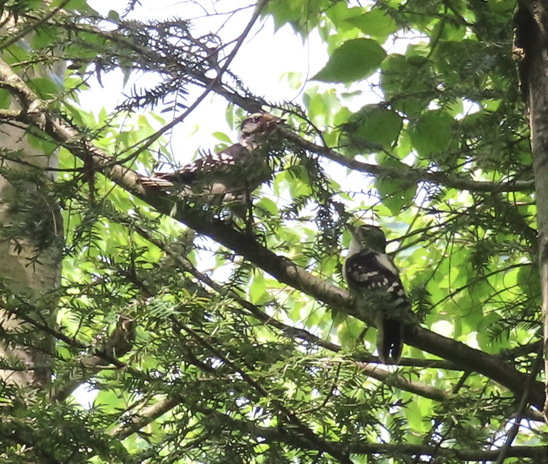 Downy Woodpecker - ML620580696