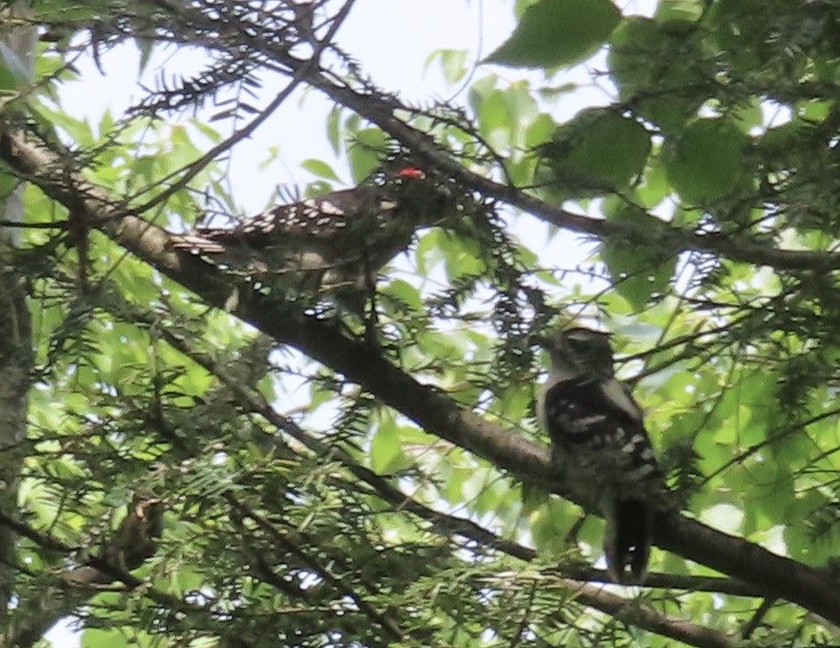 Downy Woodpecker - ML620580697