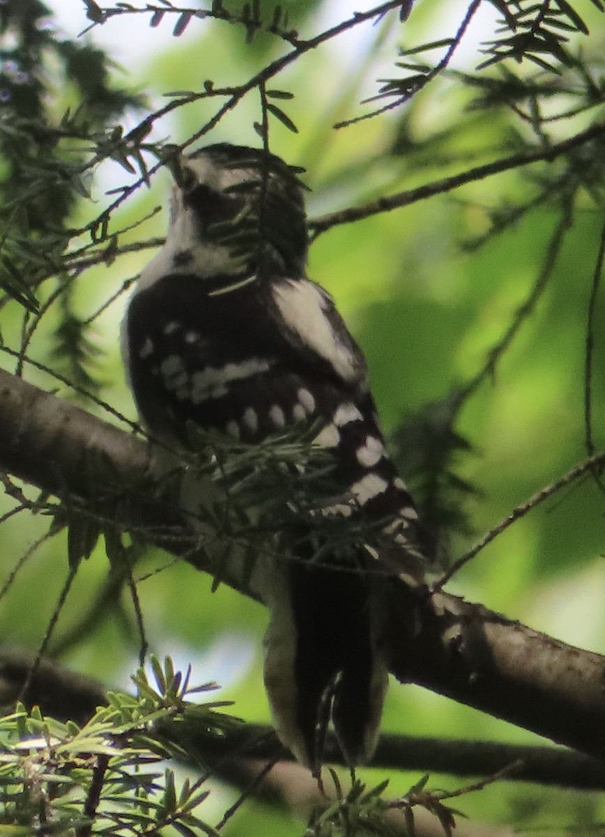 Downy Woodpecker - ML620580698