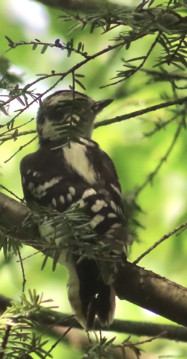 Downy Woodpecker - ML620580699
