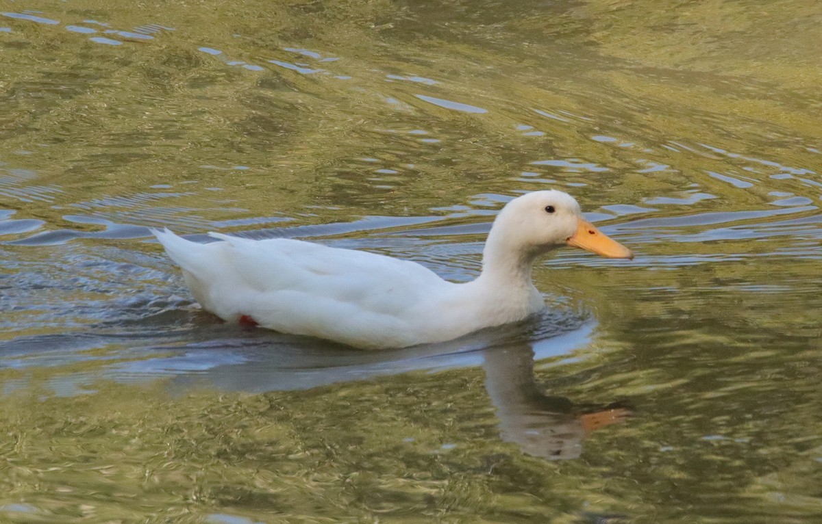 Muscovy Duck (Domestic type) - ML620580700
