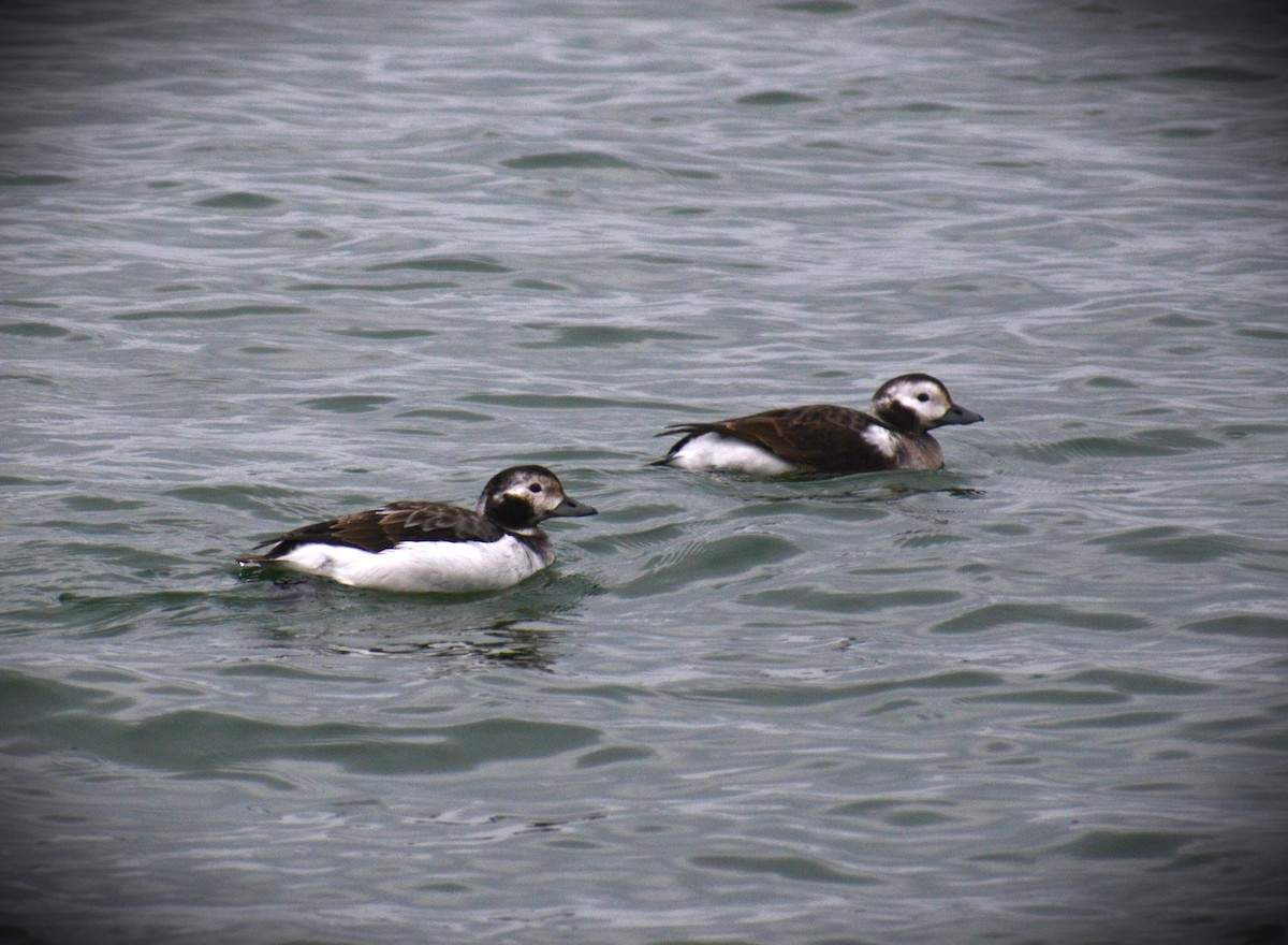 Long-tailed Duck - ML620580701