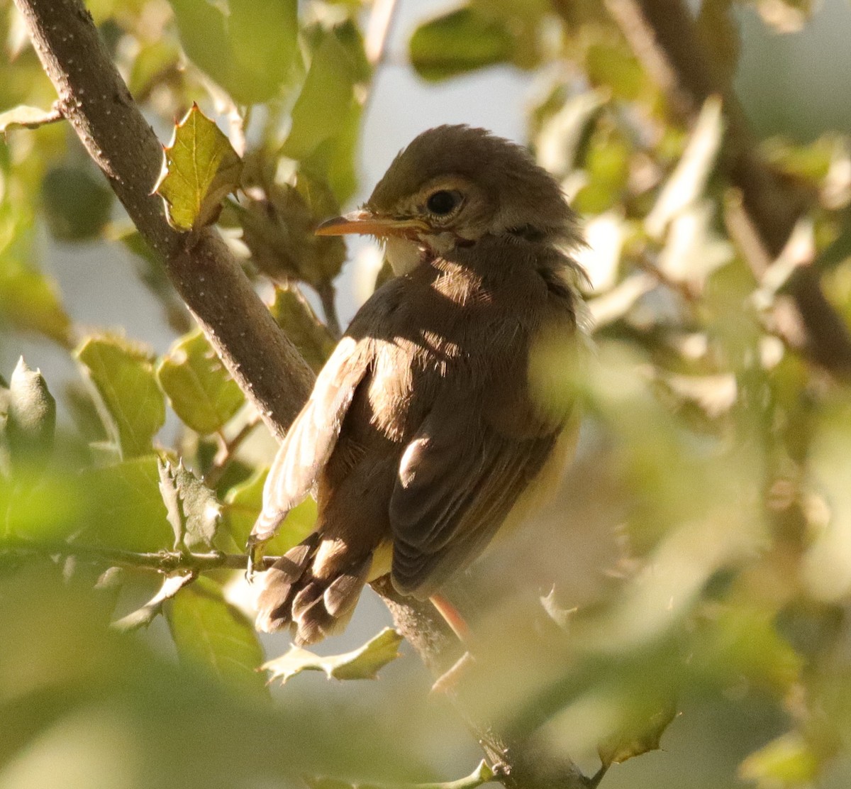 Common Reed Warbler - ML620580708