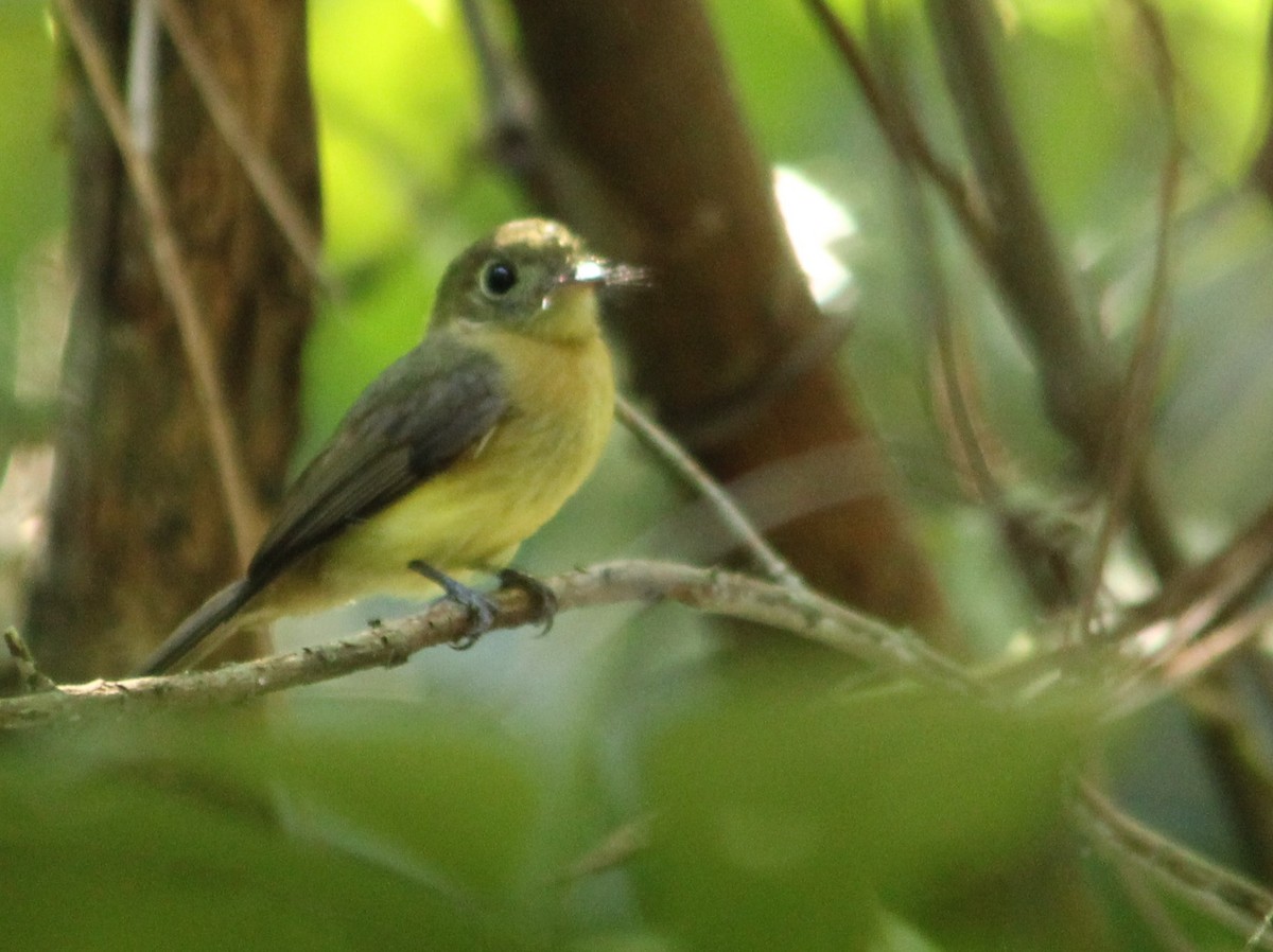 Whiskered Flycatcher - ML620580709