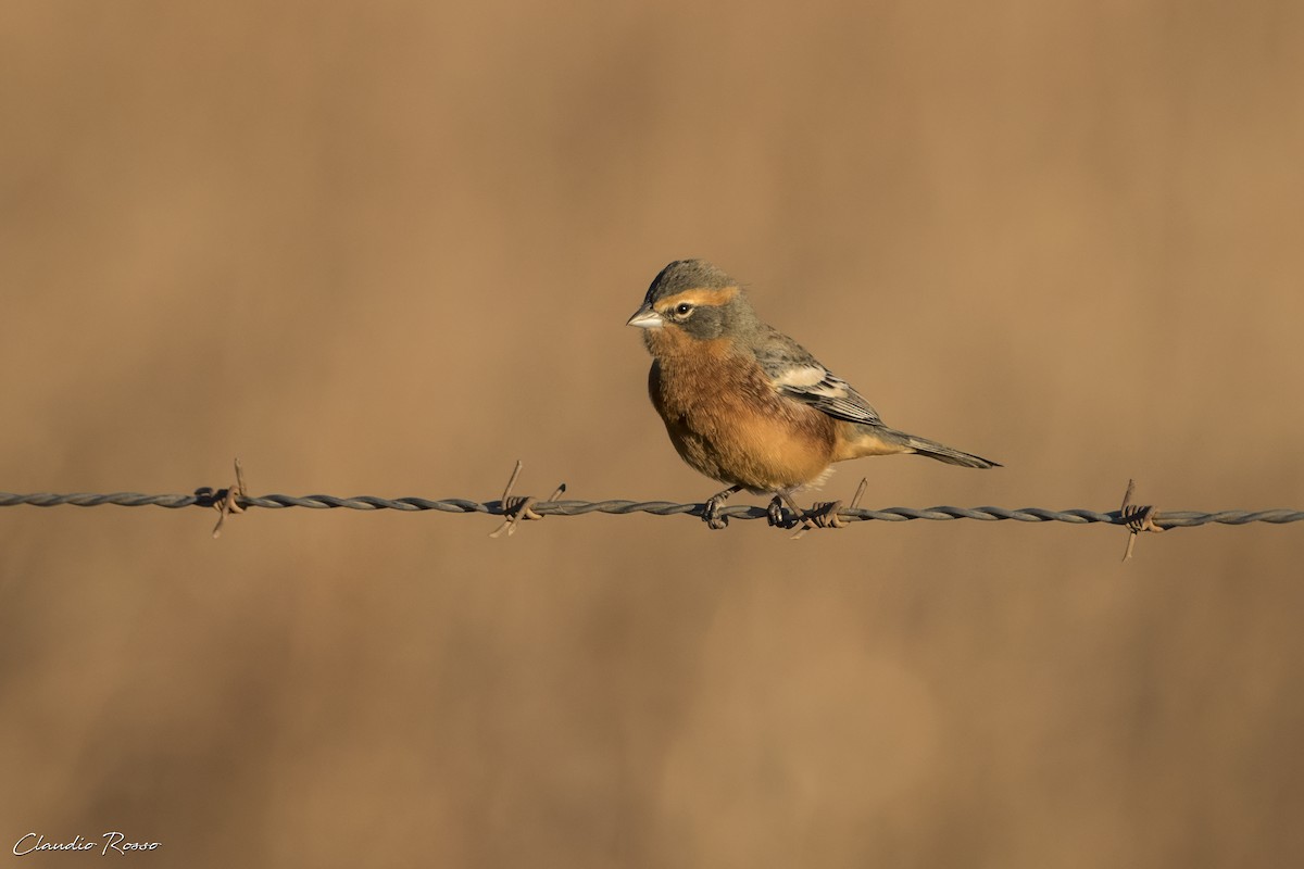 Cinnamon Warbling Finch - ML620580710