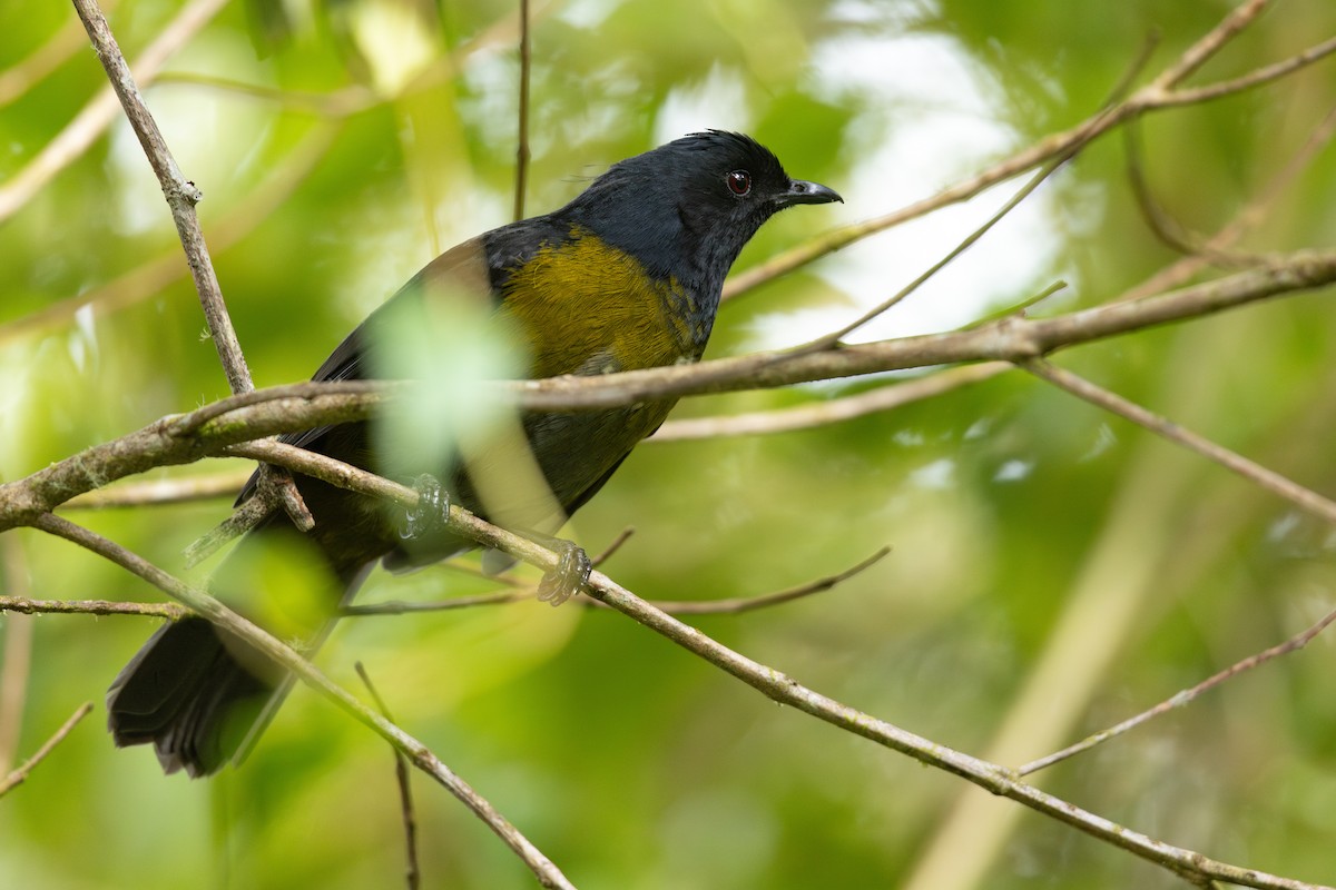 Black-and-yellow Silky-flycatcher - ML620580713