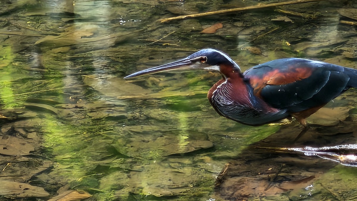 Agami Heron - ML620580717