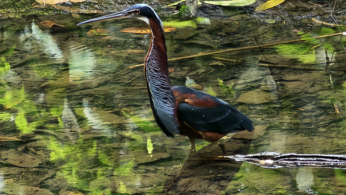 Agami Heron - ML620580718