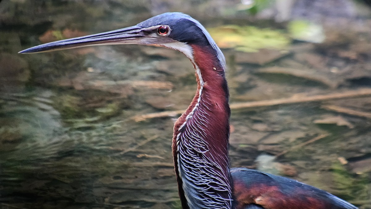 Agami Heron - ML620580719