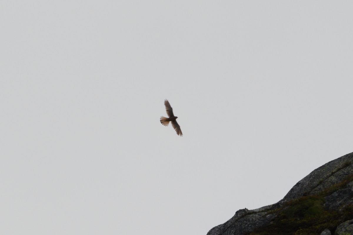 Eurasian Kestrel - ML620580723