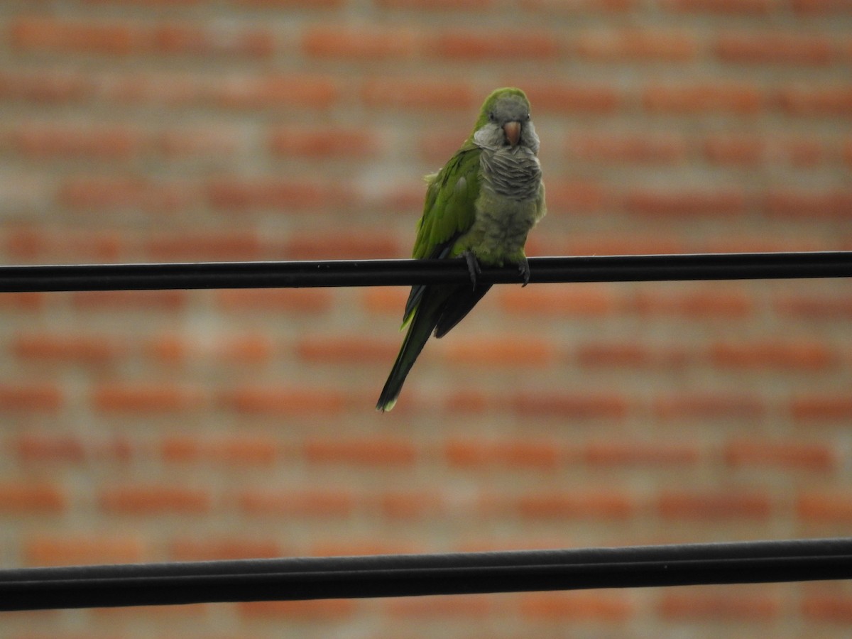 Monk Parakeet - ML620580726