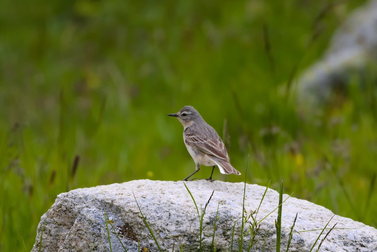 Water Pipit - ML620580727
