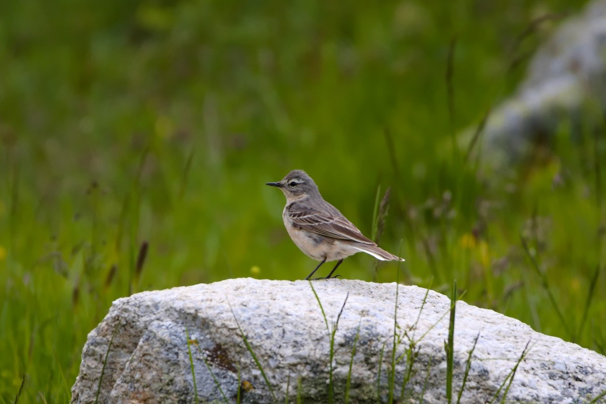 Water Pipit - ML620580728