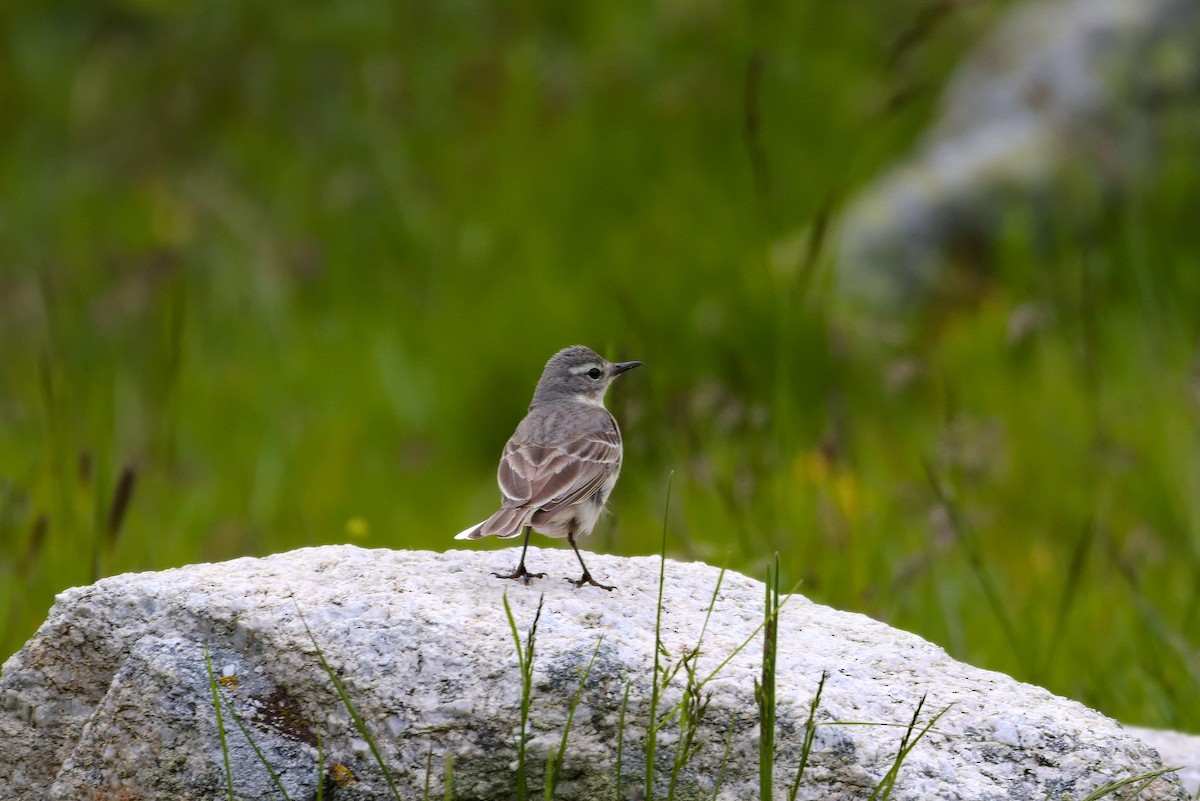 Water Pipit - ML620580729