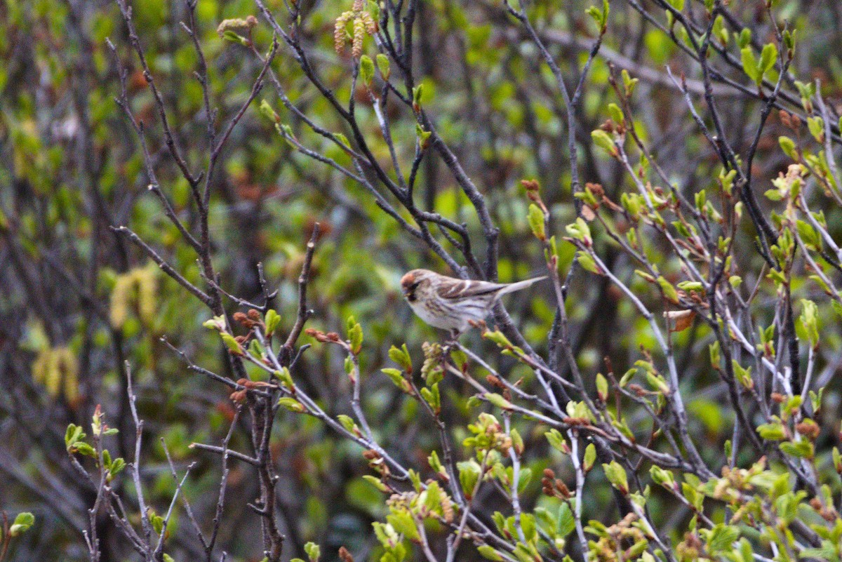 Lesser Redpoll - ML620580735