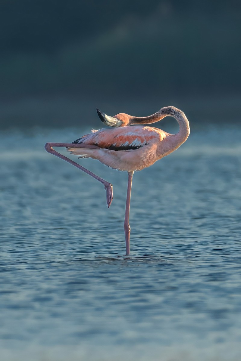 Flamant des Caraïbes - ML620580736