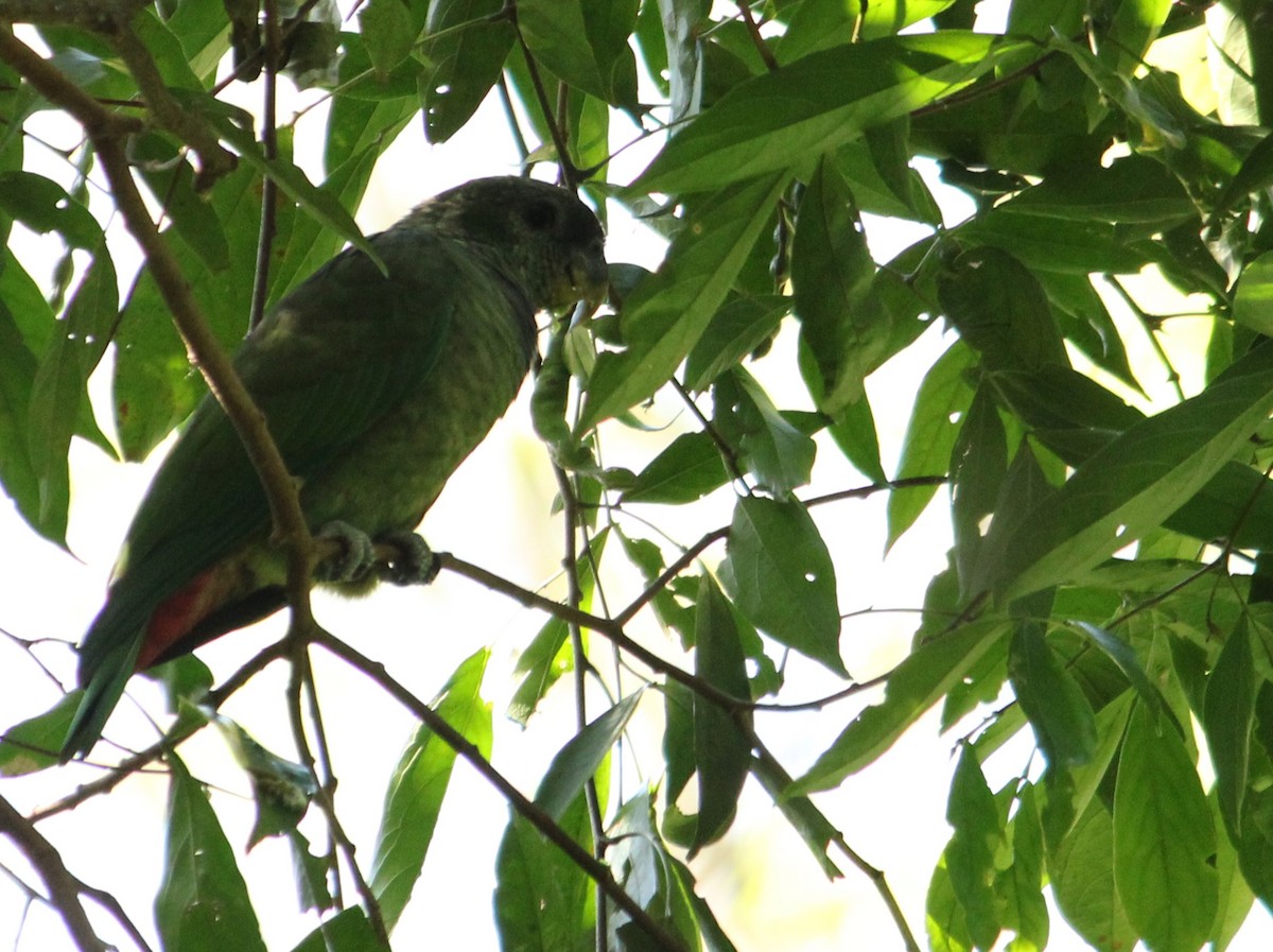 Scaly-headed Parrot - ML620580738