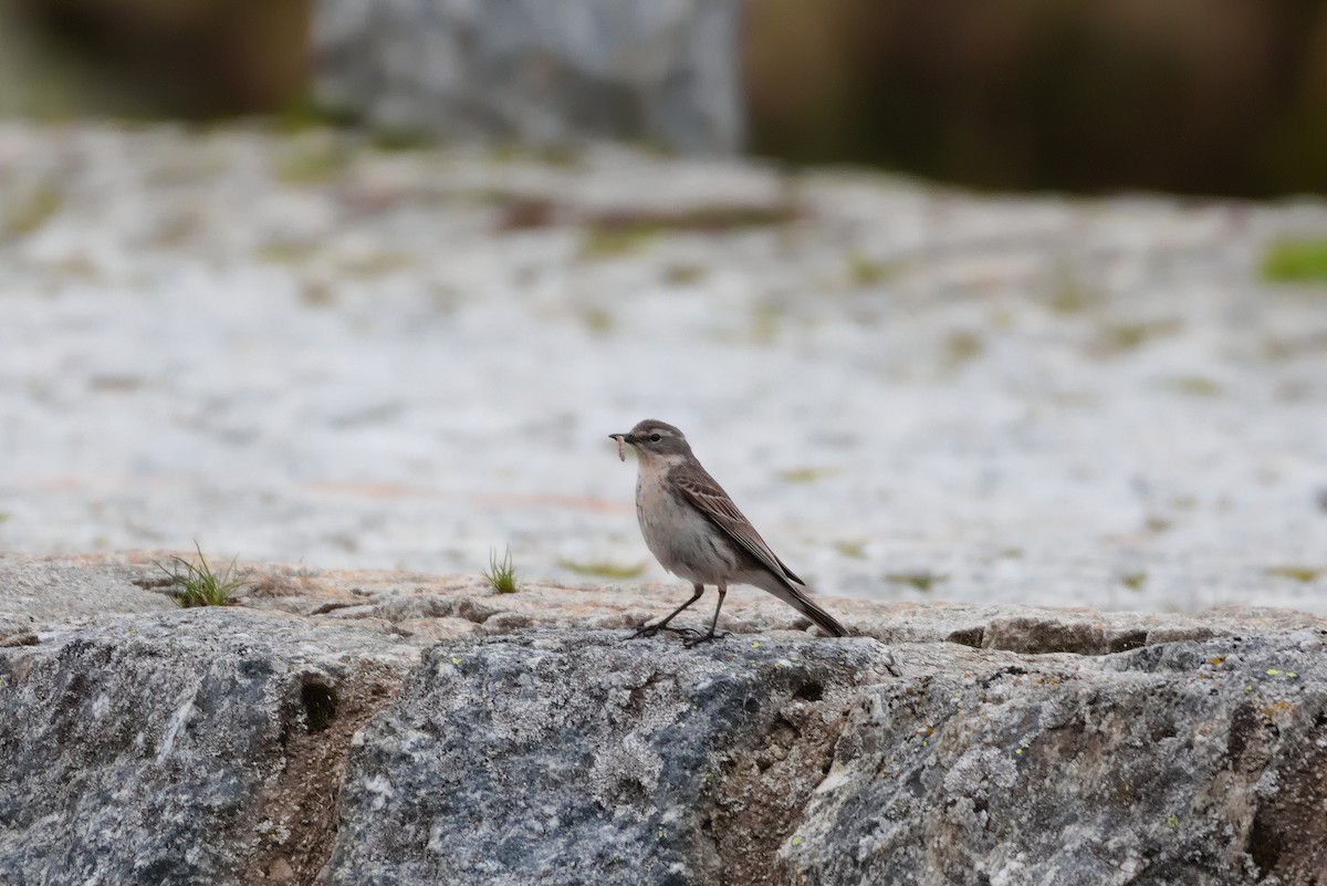 Water Pipit - ML620580741
