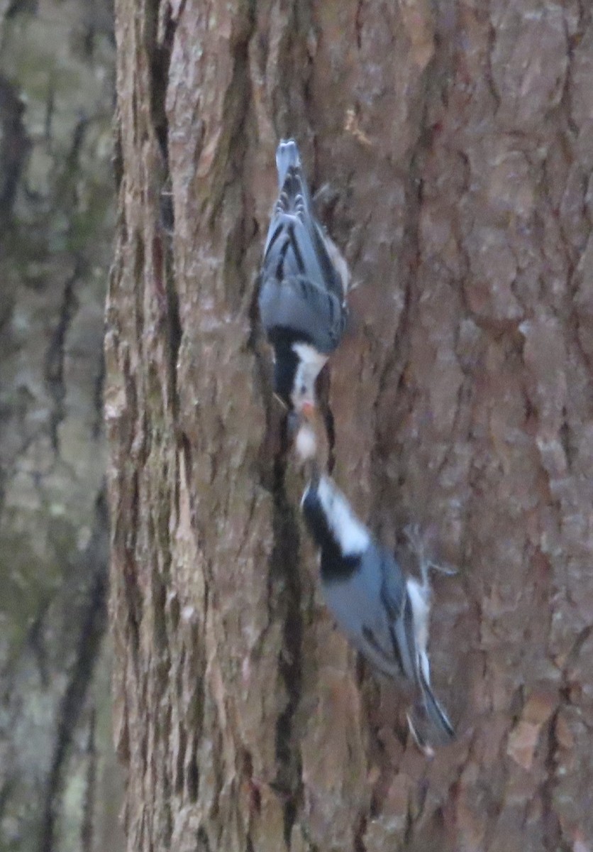 White-breasted Nuthatch - Monika Wood