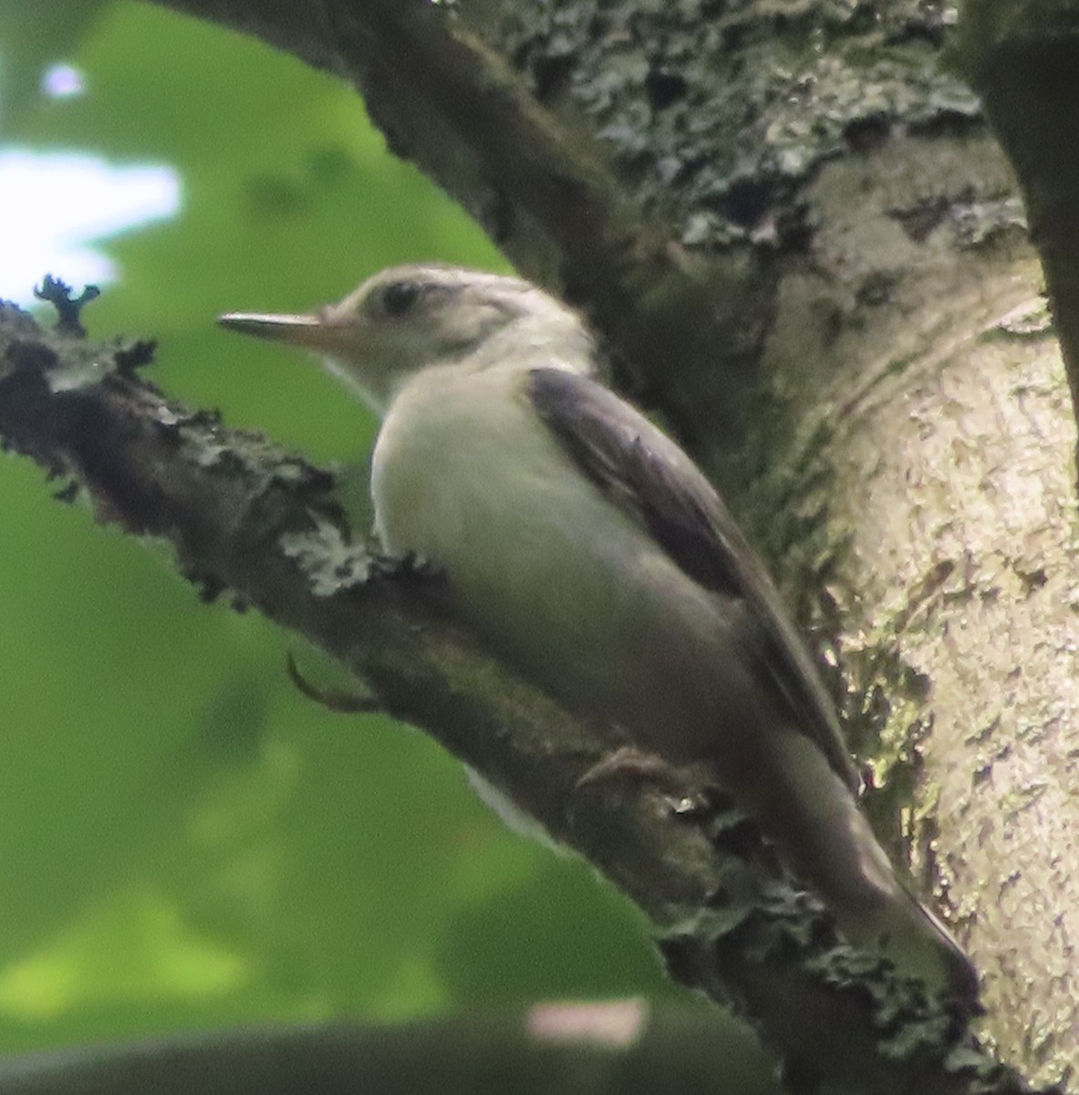 White-breasted Nuthatch - ML620580744