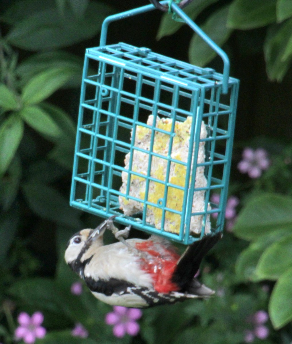 Great Spotted Woodpecker (Great Spotted) - ML620580752