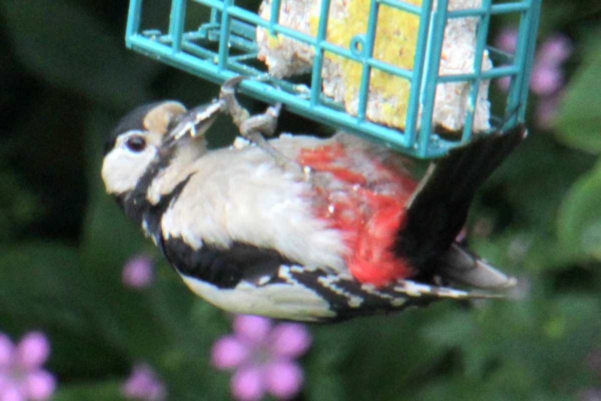 Great Spotted Woodpecker (Great Spotted) - ML620580753