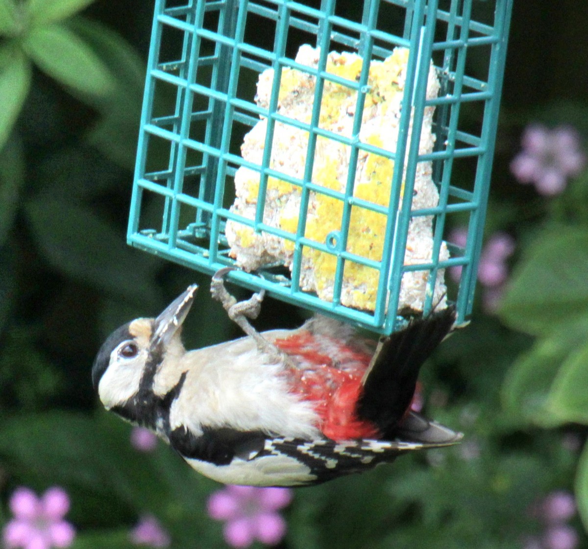 Great Spotted Woodpecker (Great Spotted) - ML620580754