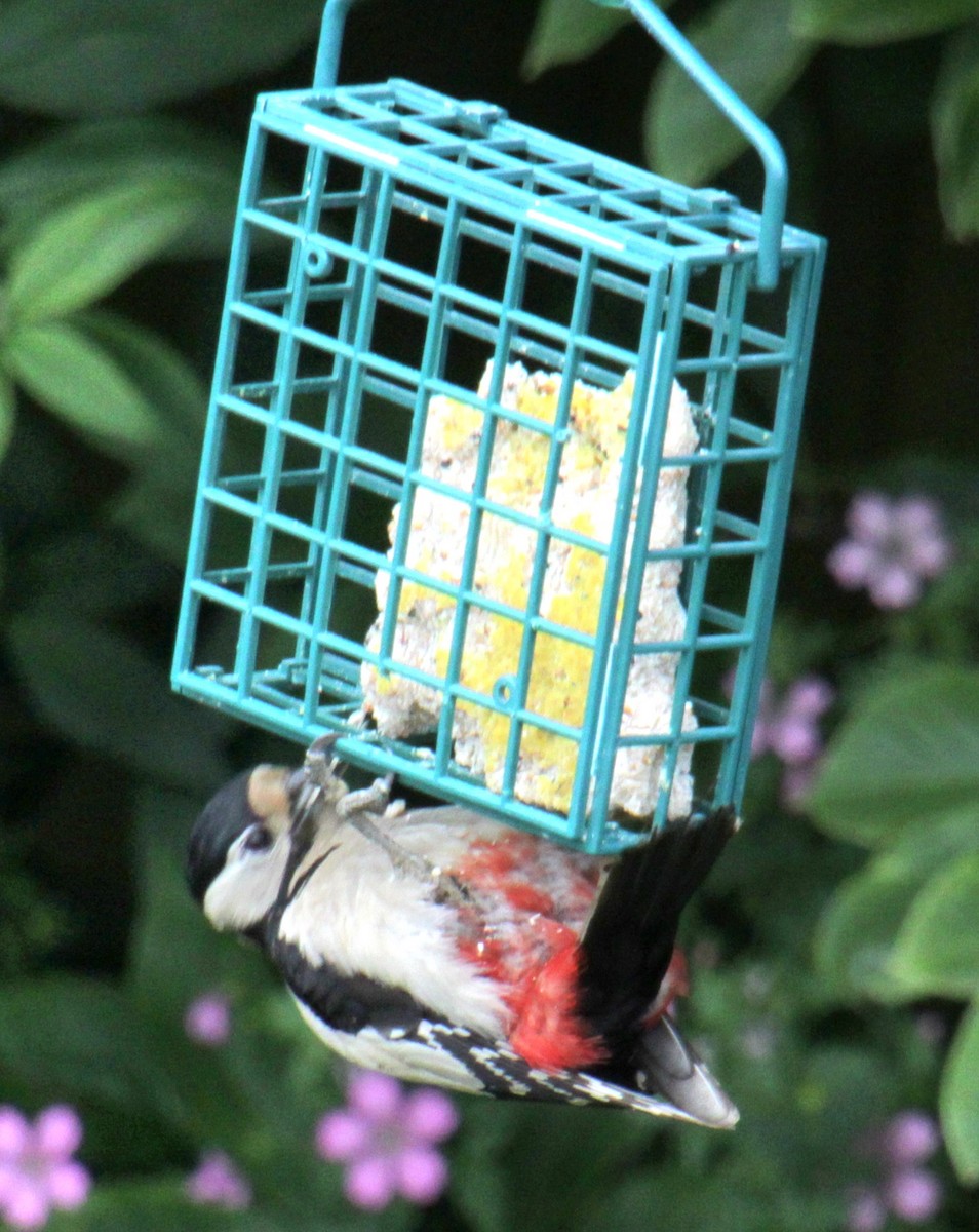 Great Spotted Woodpecker (Great Spotted) - ML620580755