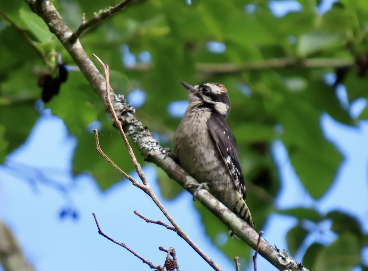 Downy Woodpecker - ML620580764