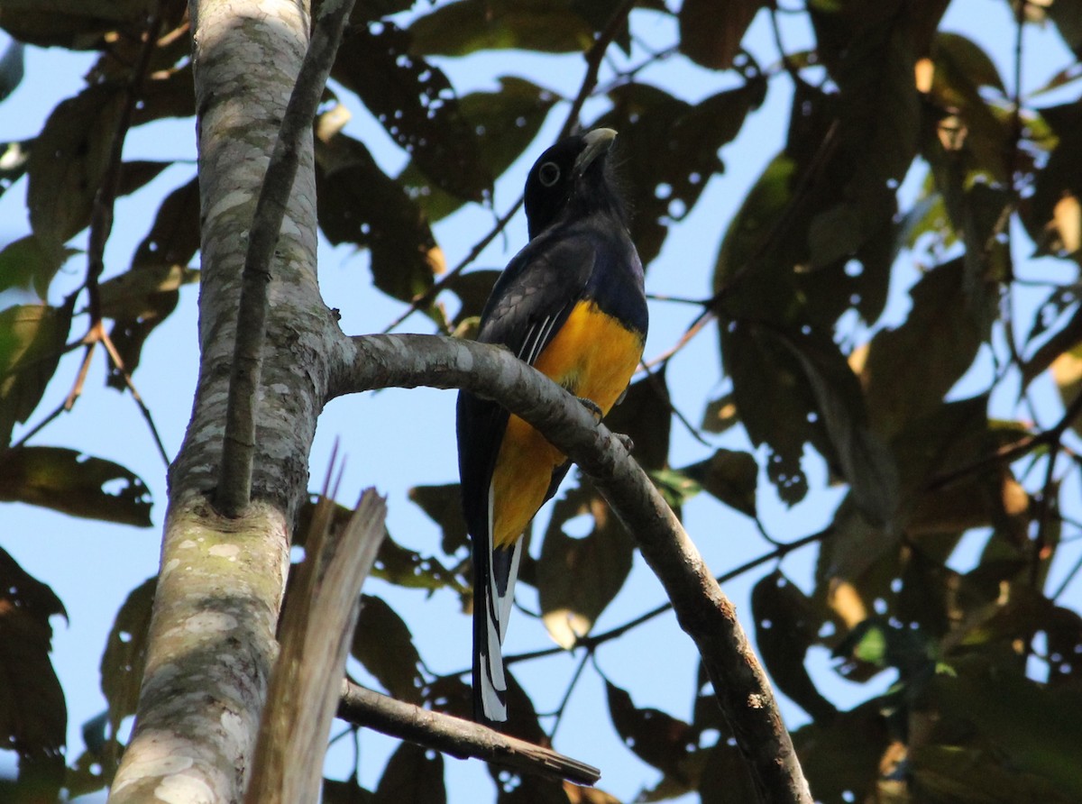 Trogon à queue blanche - ML620580770