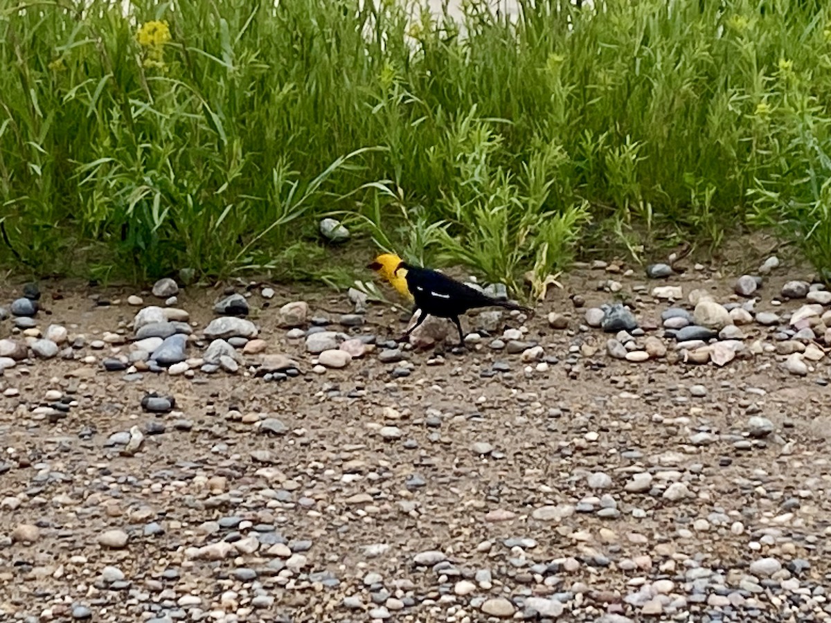 Yellow-headed Blackbird - ML620580780