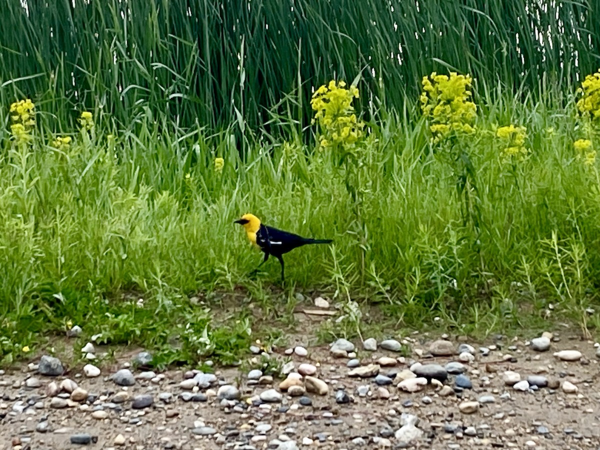 Yellow-headed Blackbird - ML620580781