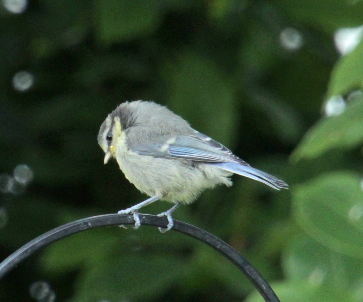 Eurasian Blue Tit - Samuel Harris