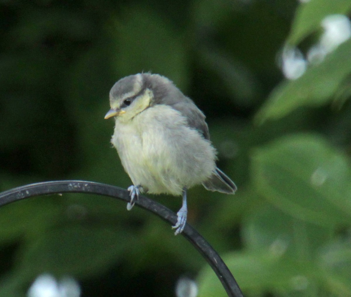 Eurasian Blue Tit - ML620580783