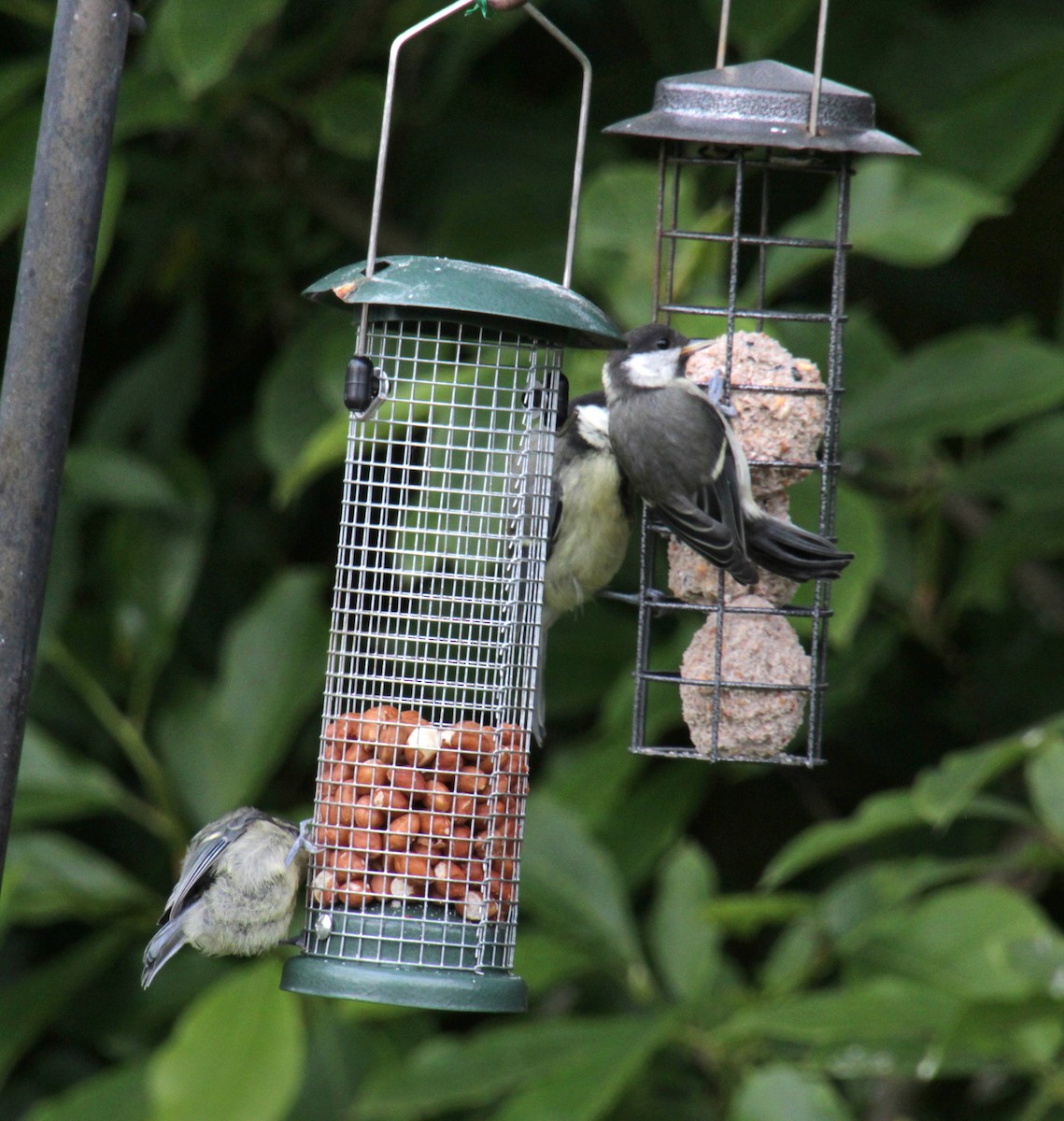 Eurasian Blue Tit - ML620580784