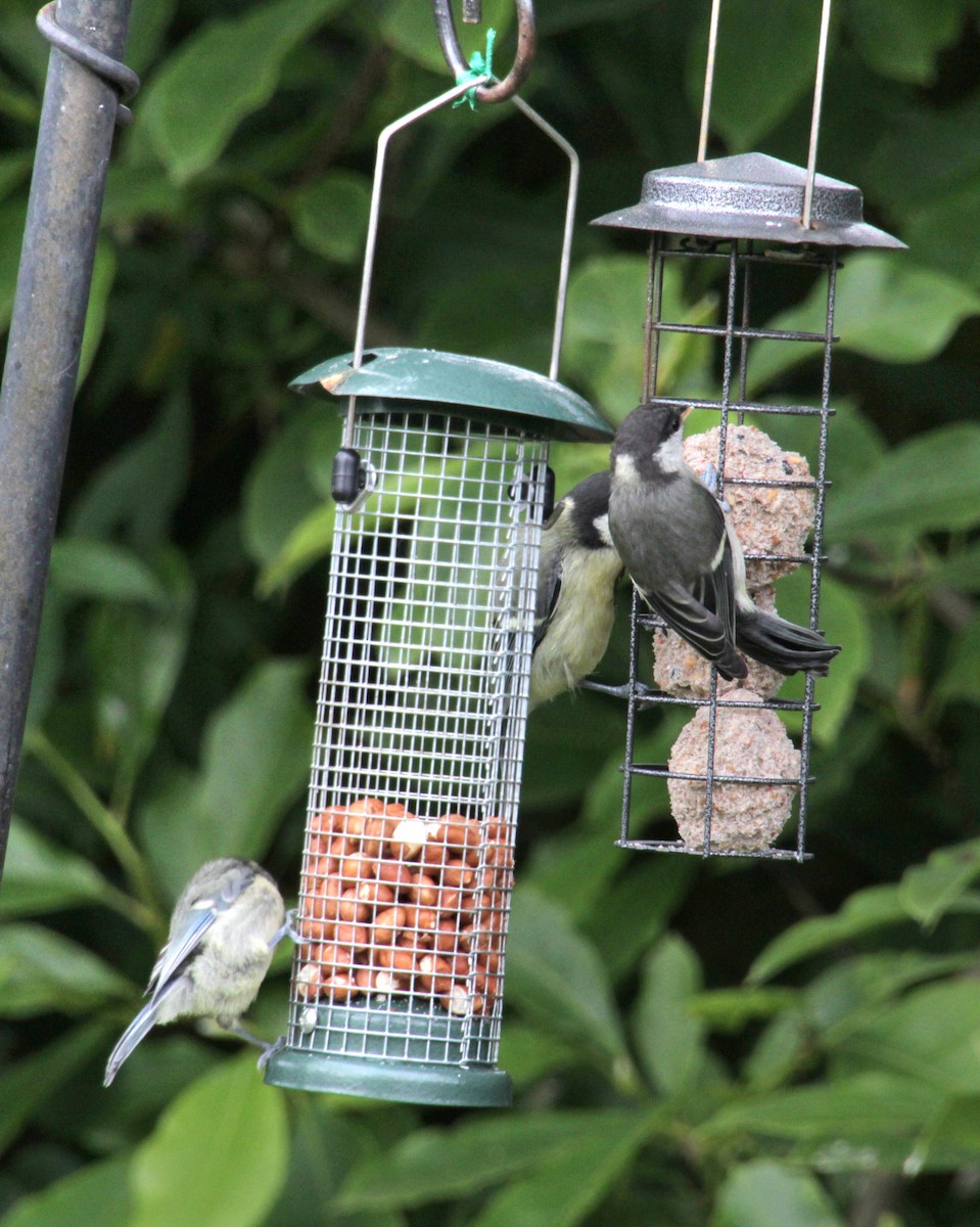 Eurasian Blue Tit - ML620580785