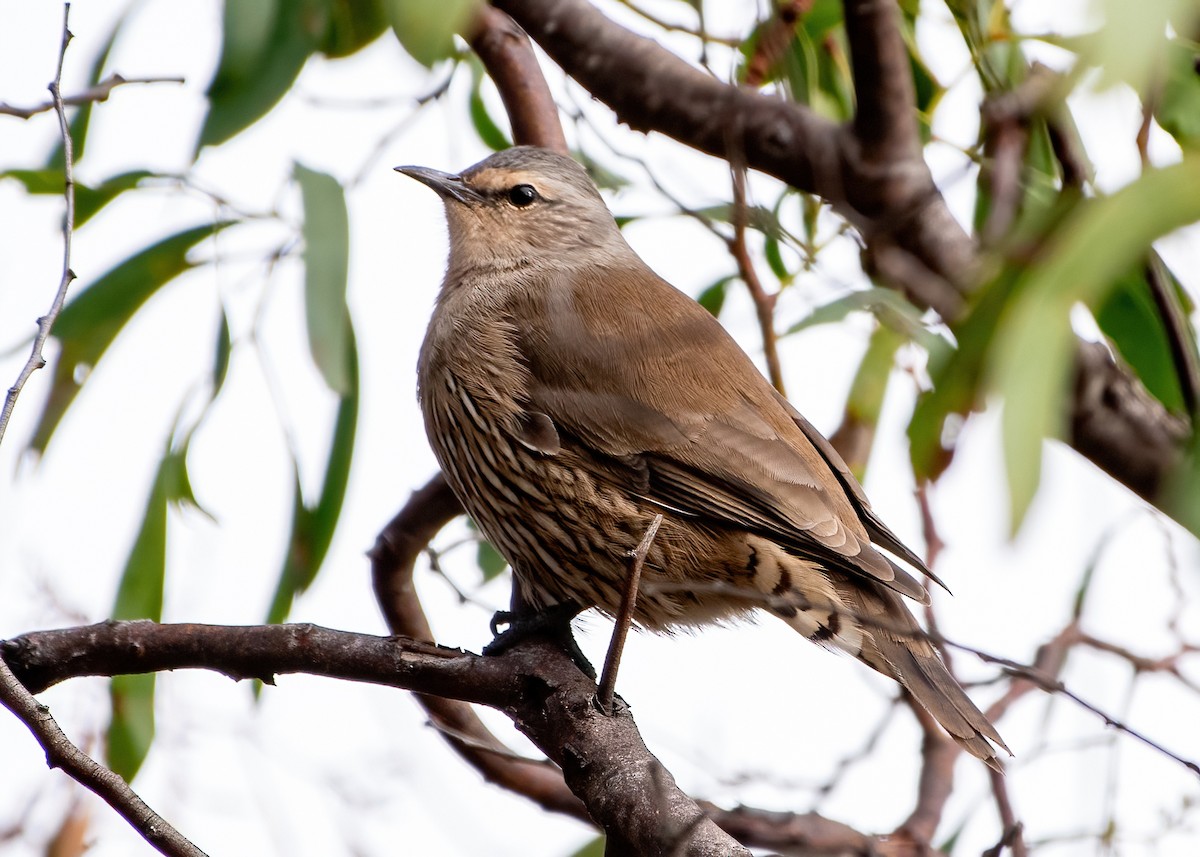 Brown Treecreeper - ML620580786