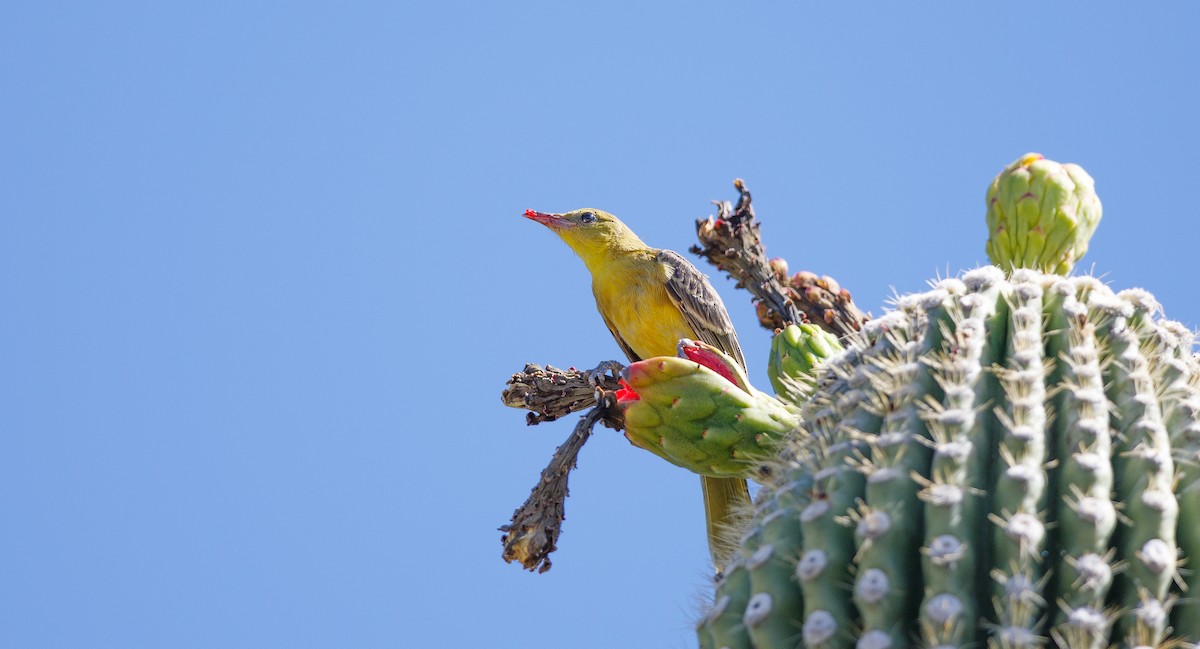 Hooded Oriole (nelsoni Group) - ML620580788