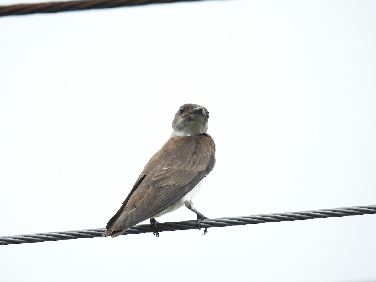 Brown-chested Martin - ML620580796