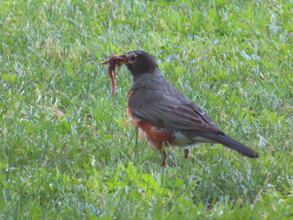 American Robin - ML620580802