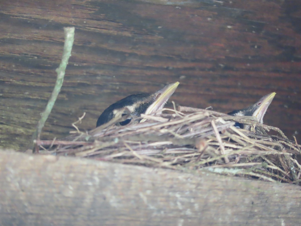 American Robin - Monika Wood