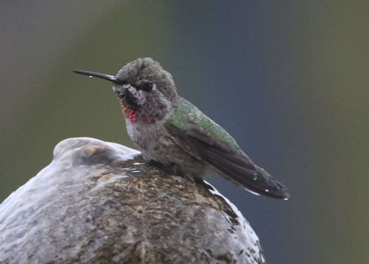 hummingbird sp. - ML620580807