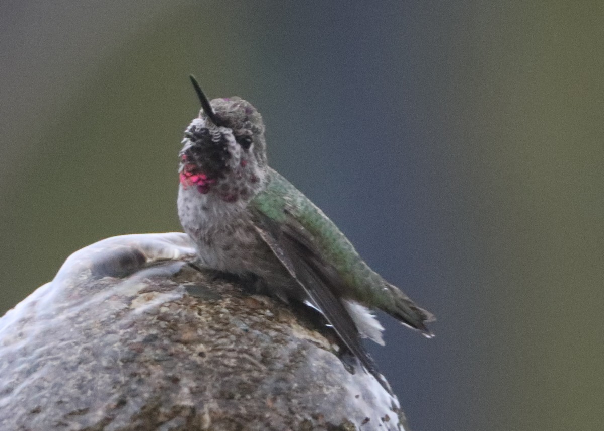 hummingbird sp. - ML620580808