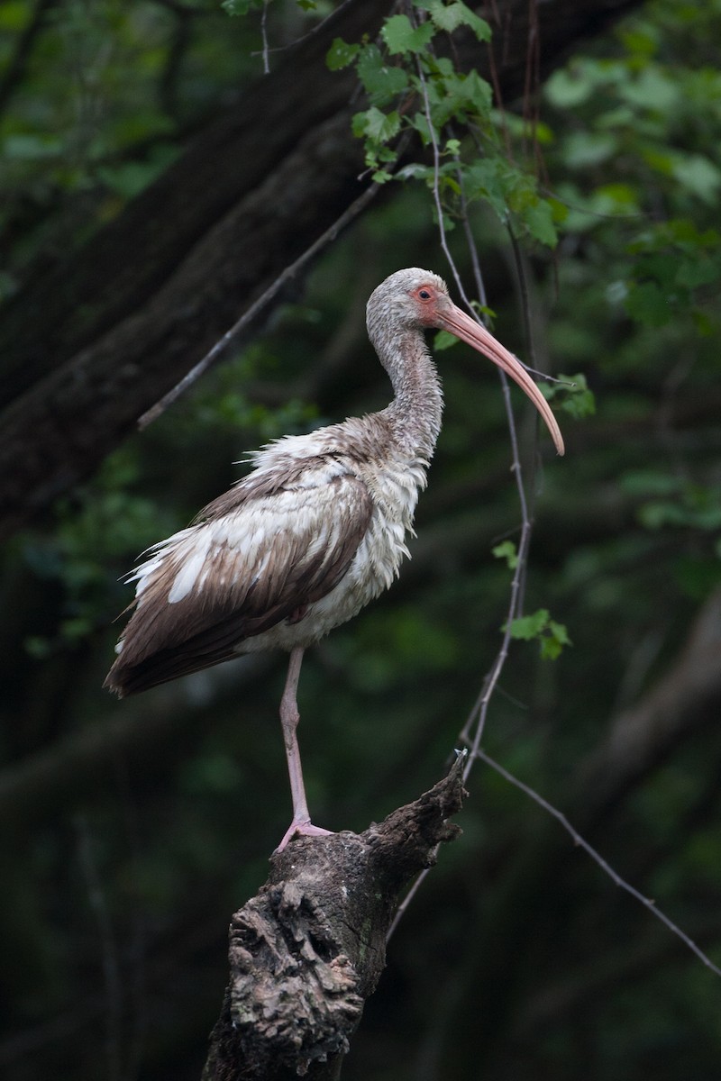 Ibis blanc - ML620580809