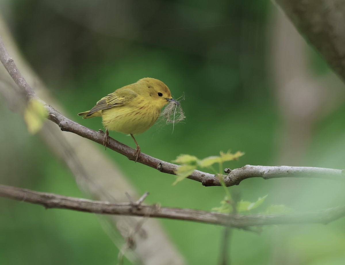 Yellow Warbler - ML620580811