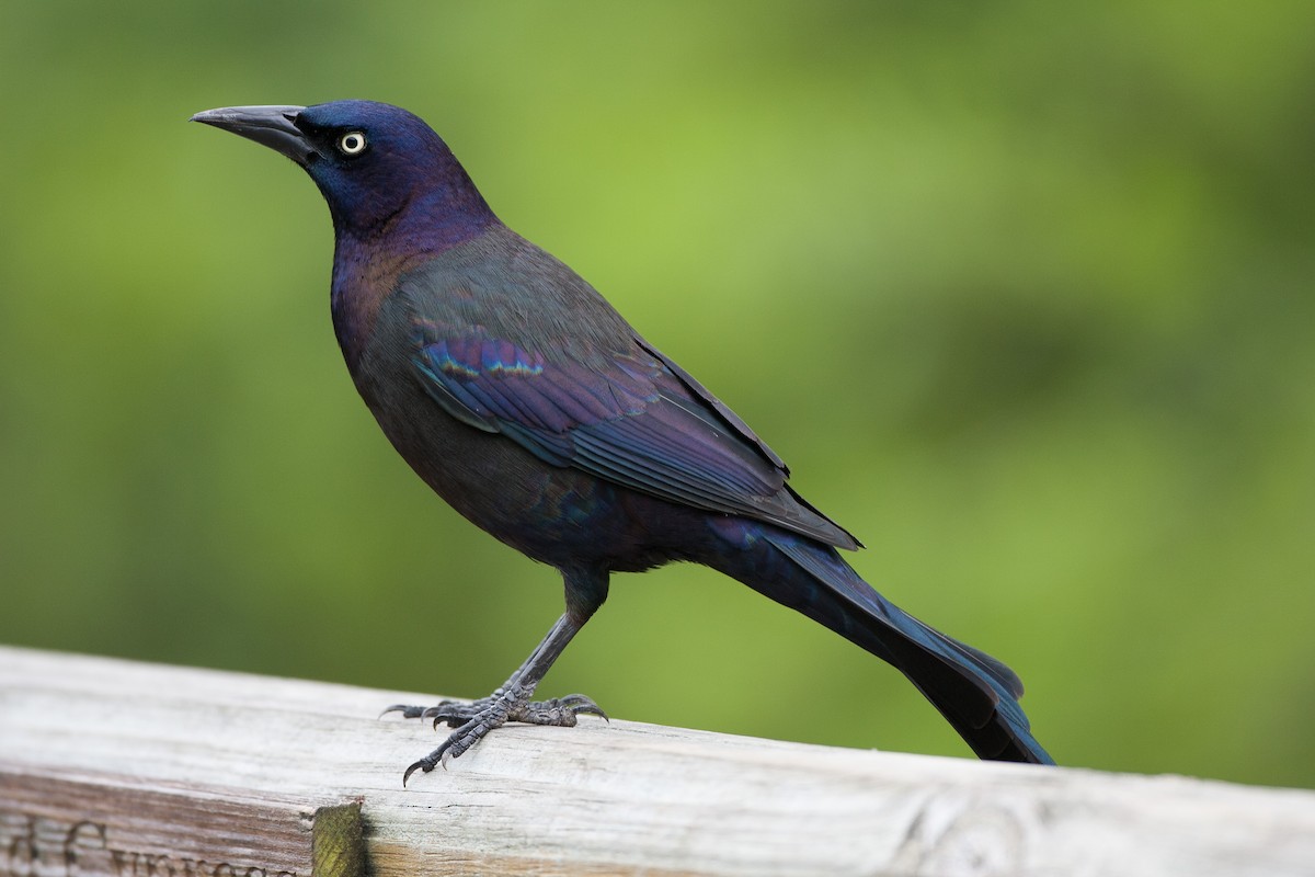 Common Grackle - ML620580818