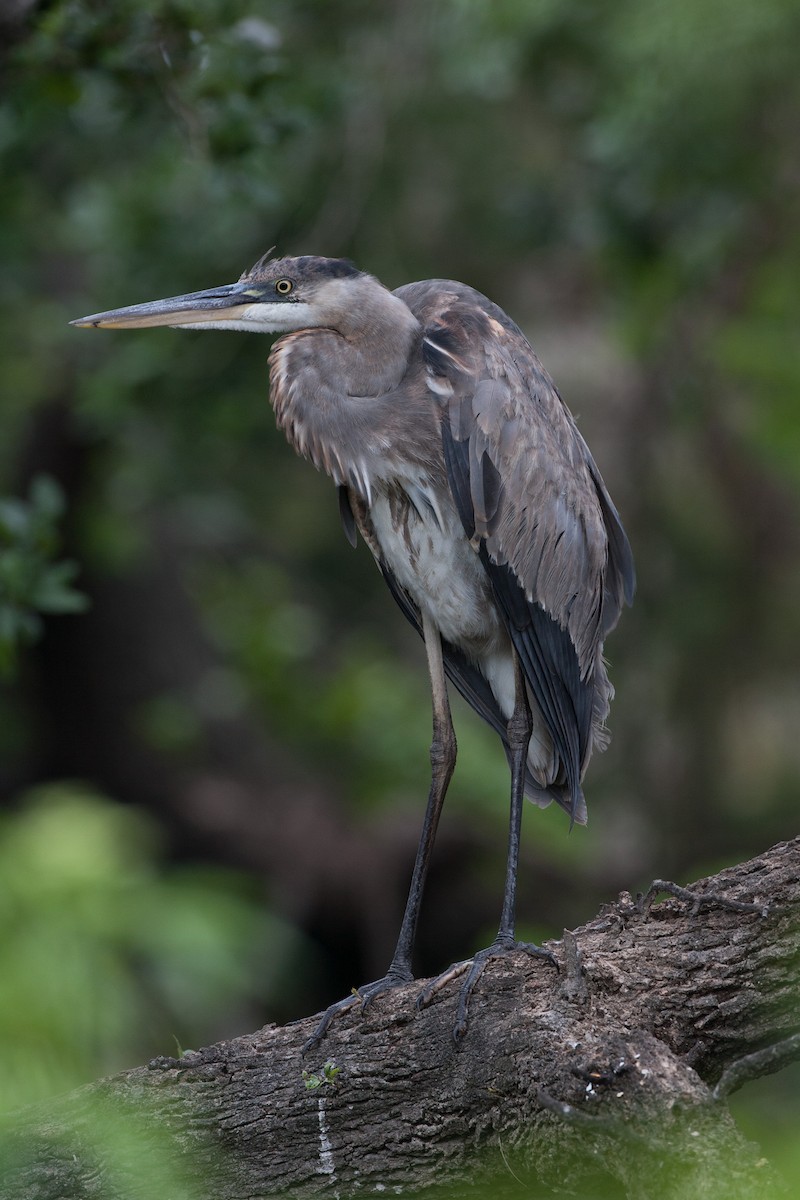 Great Blue Heron - ML620580827