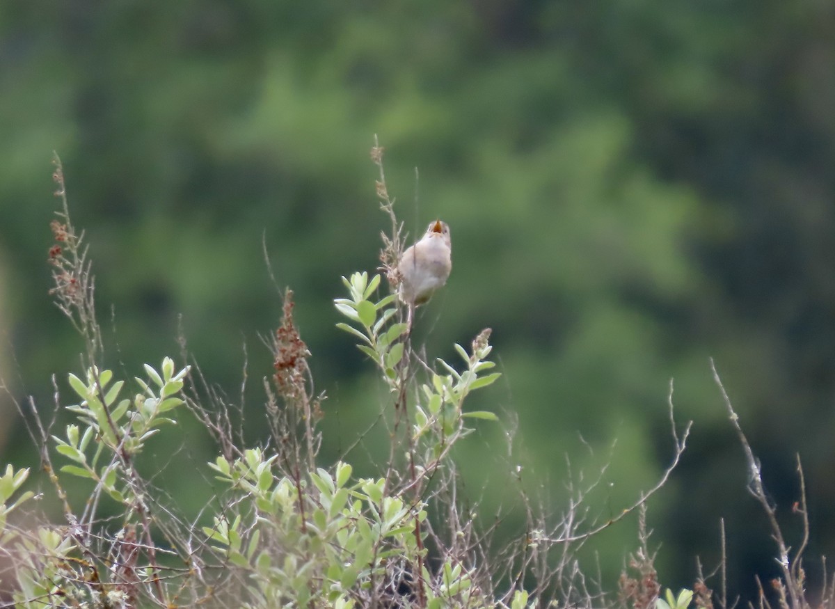 Marsh Wren - ML620580829