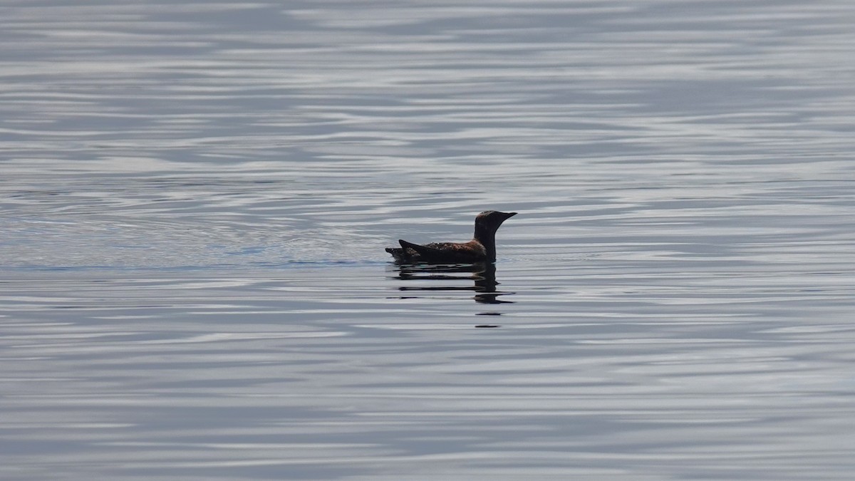 Marbled Murrelet - ML620580830